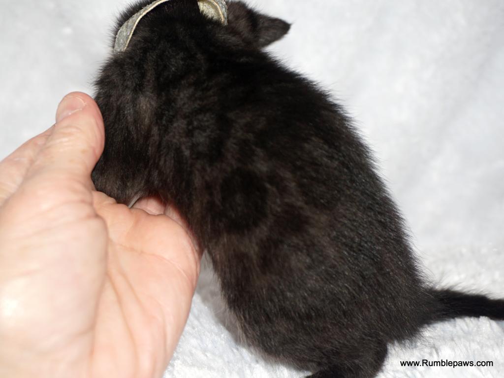 Melanistic Girl Silver Collar Summer Price Drop photo 7