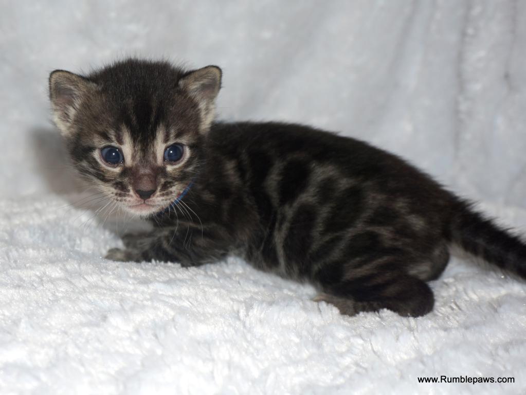 Double Charcoal Male Summer Price Drop photo 3