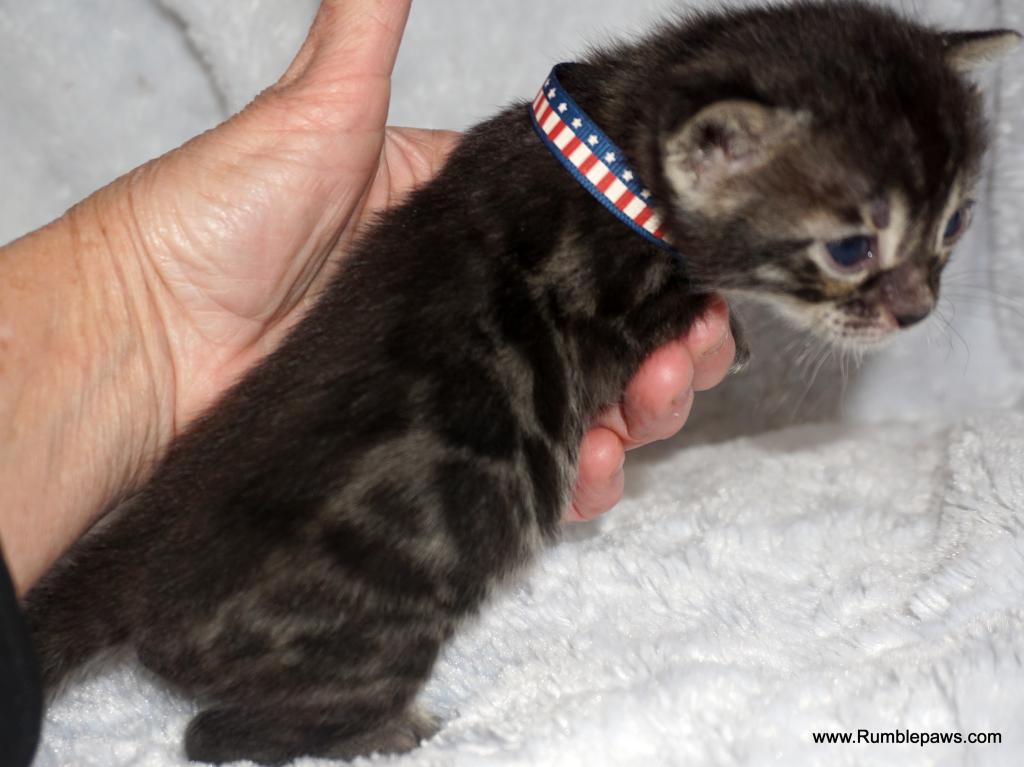 Double Charcoal Male Summer Price Drop photo 5