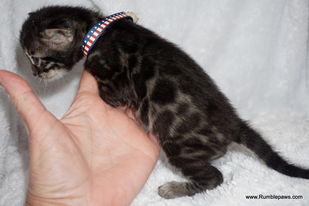 Double Charcoal Male Summer Price Drop photo 4