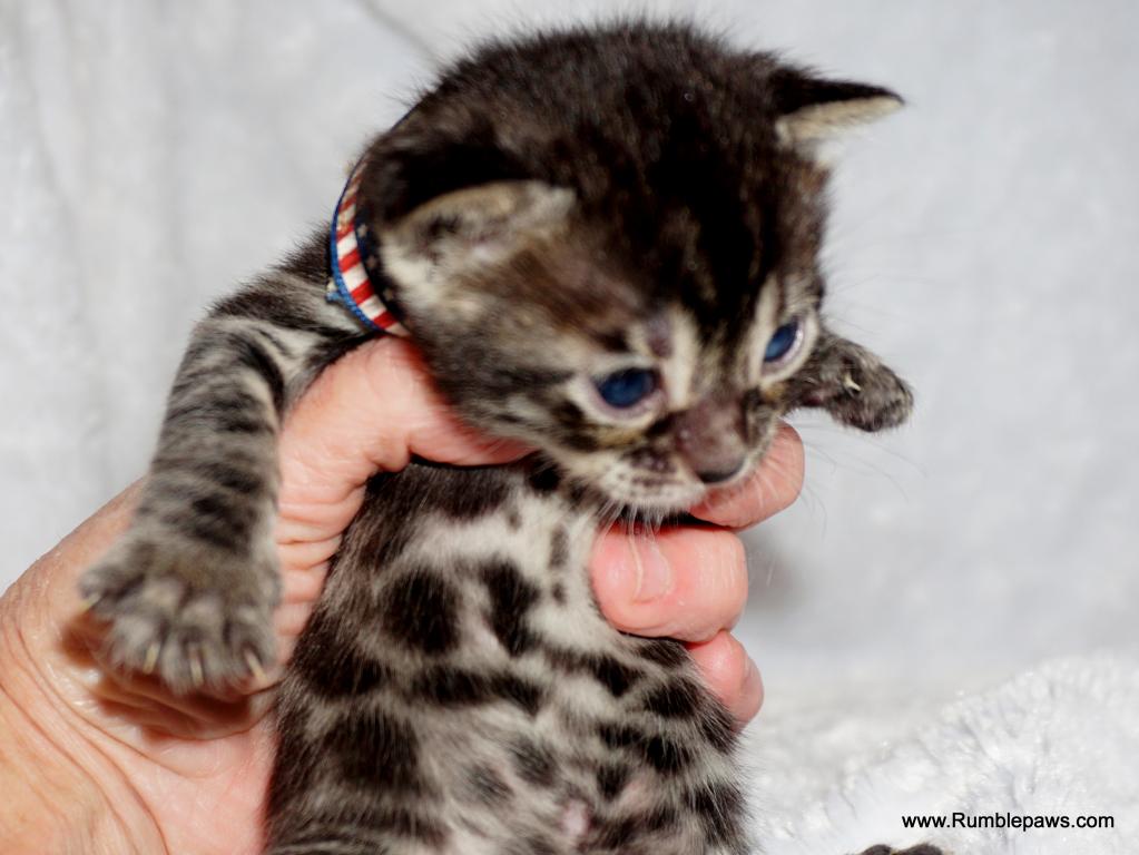 Double Charcoal Male Summer Price Drop photo 2