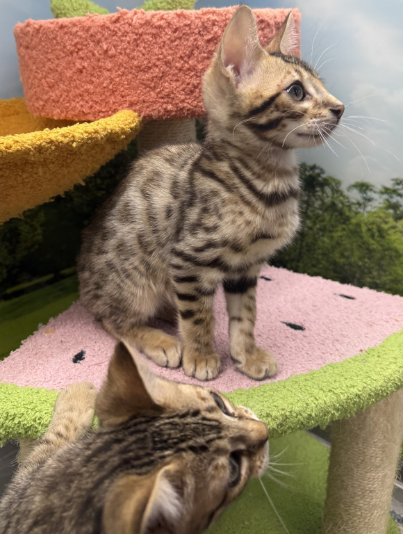 Bengal Kittens photo 2