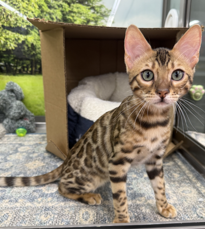 Bengal Kittens photo 3