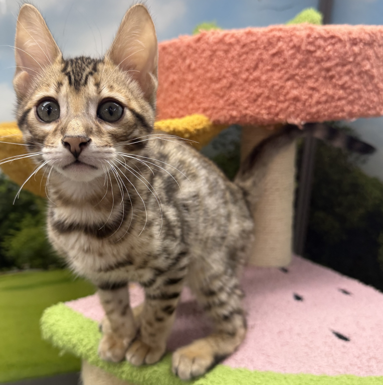 Bengal Kittens