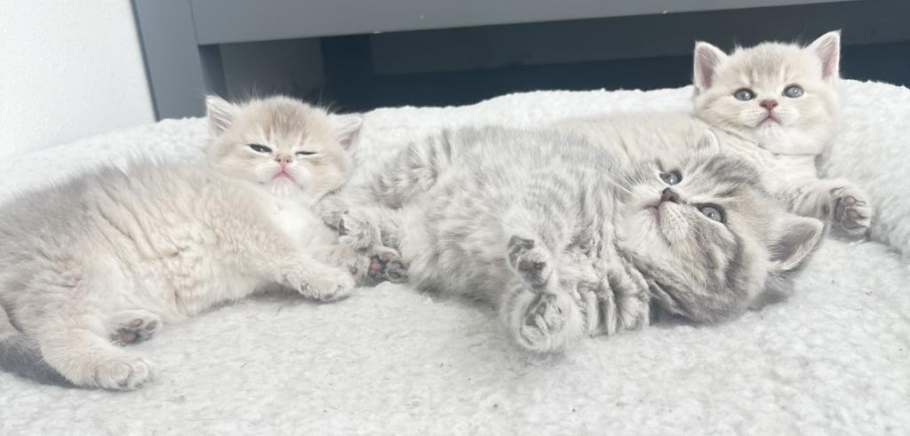 Luxury Kitty Love photo 4
