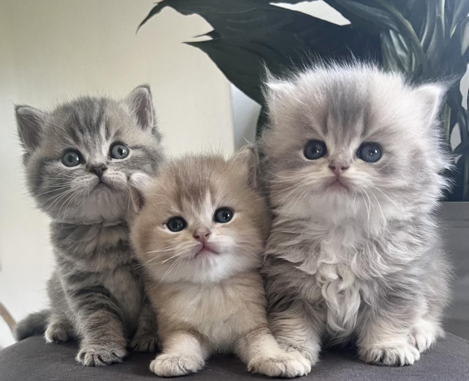 Luxury Kitty Love photo 5