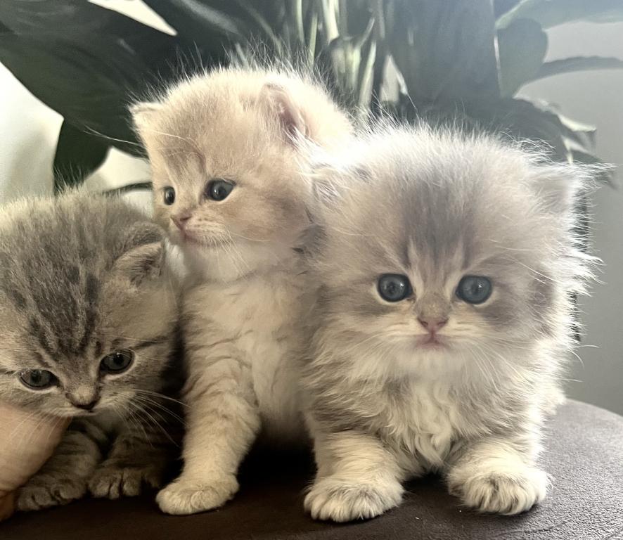 Luxury Kitty Love photo 2