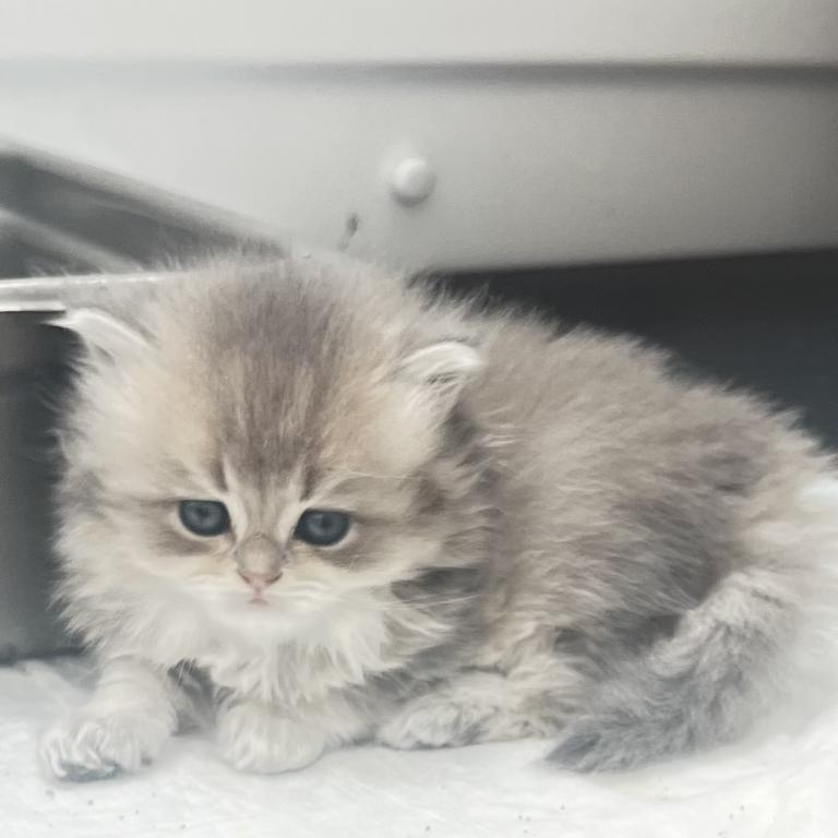 Luxury Kitty Love photo 10
