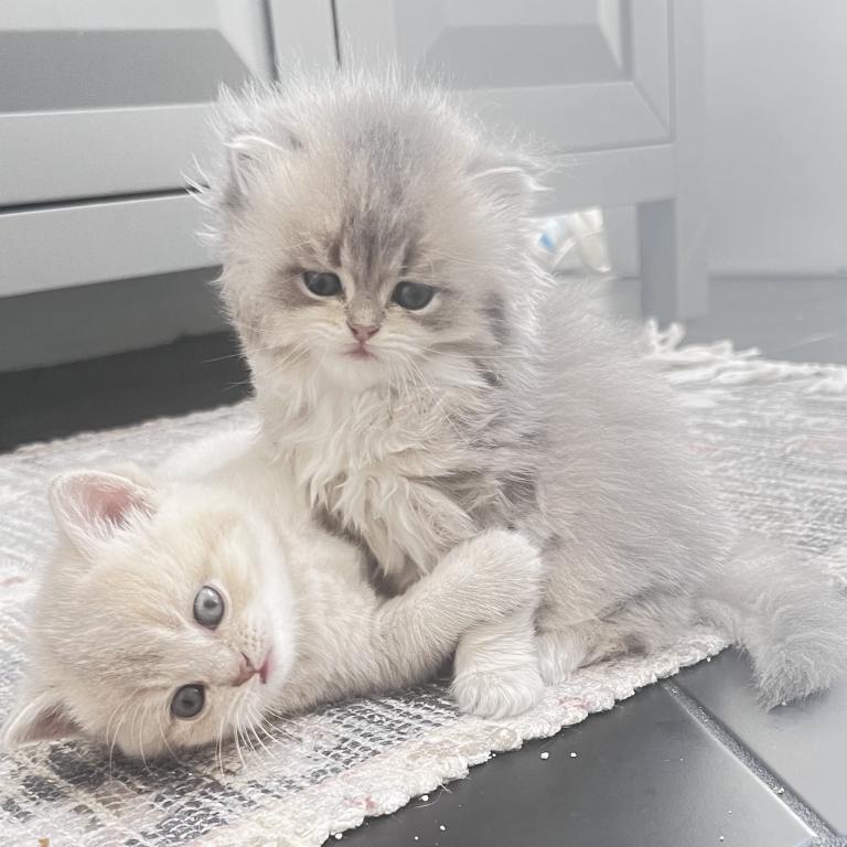Luxury Kitty Love photo 1