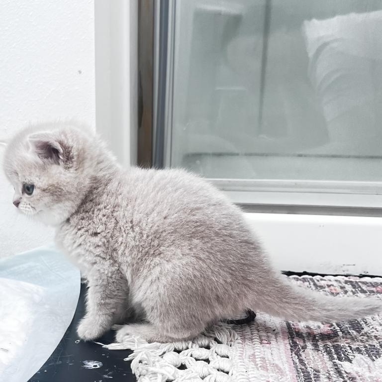 Luxury Kitty Love photo 9