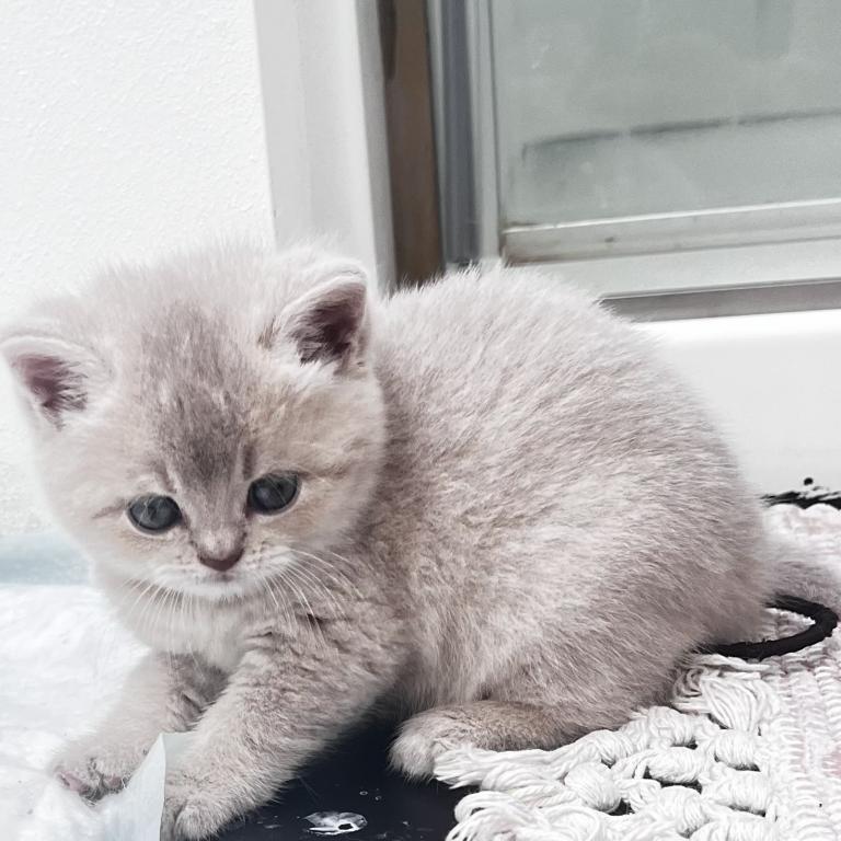 Luxury Kitty Love photo 7