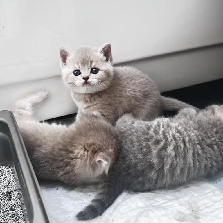 Luxury Kitty Love photo 8