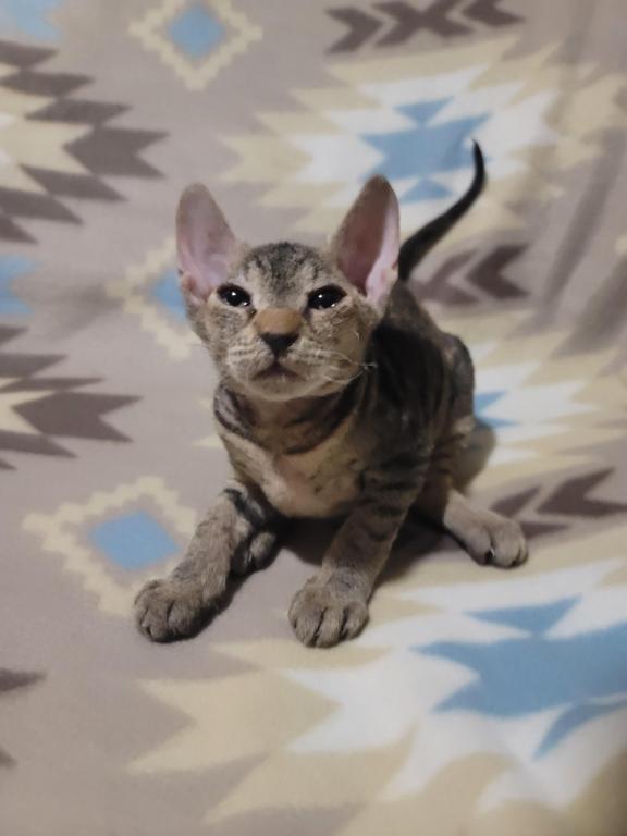 3 Months Old Tabby Color Sphynx photo 3