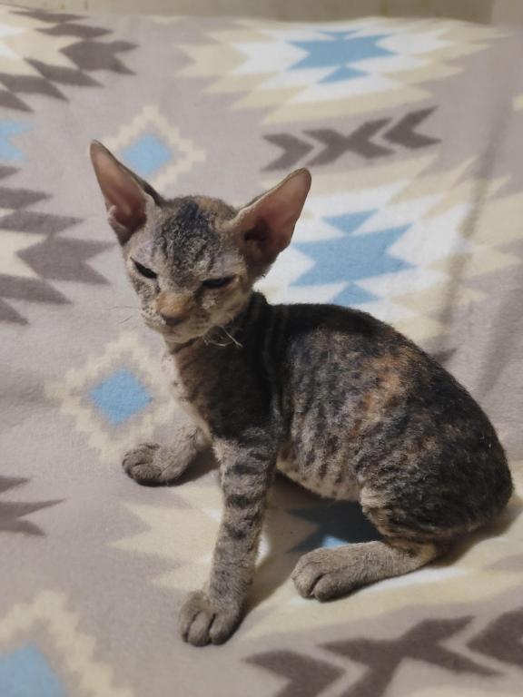 3 Months Old Tabby Color Sphynx photo 4