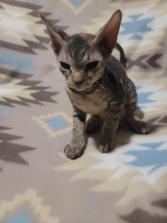 3 Months Old Tabby Color Sphynx photo 2