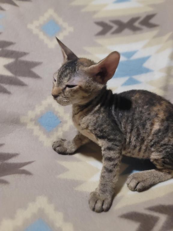 3 Months Old Tabby Color Sphynx