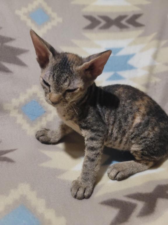 3 Months Old Tabby Color Sphynx photo 5