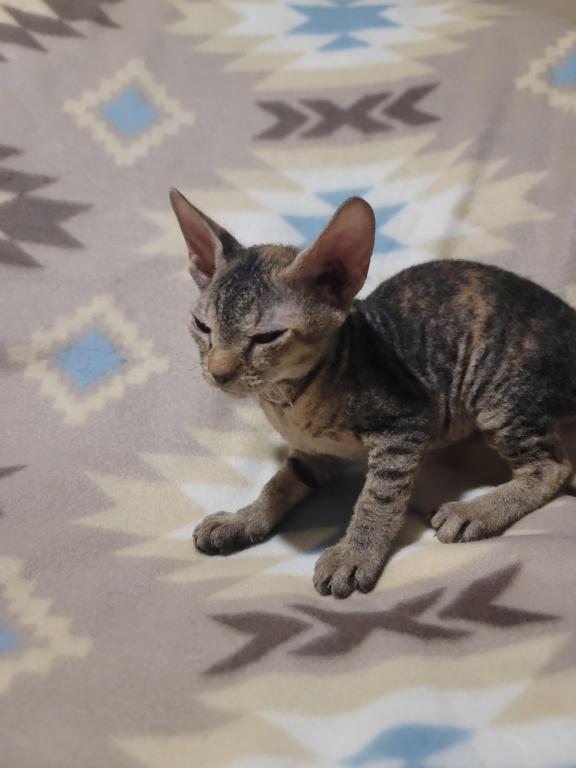 3 Months Old Tabby Color Sphynx photo 6