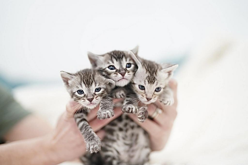 Bengal TICA