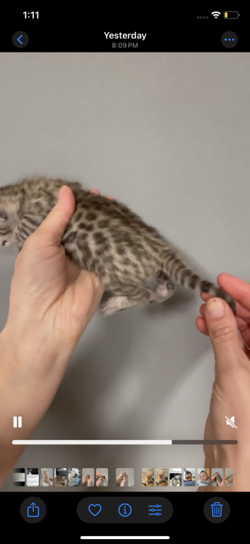 Bengal TICA photo 6