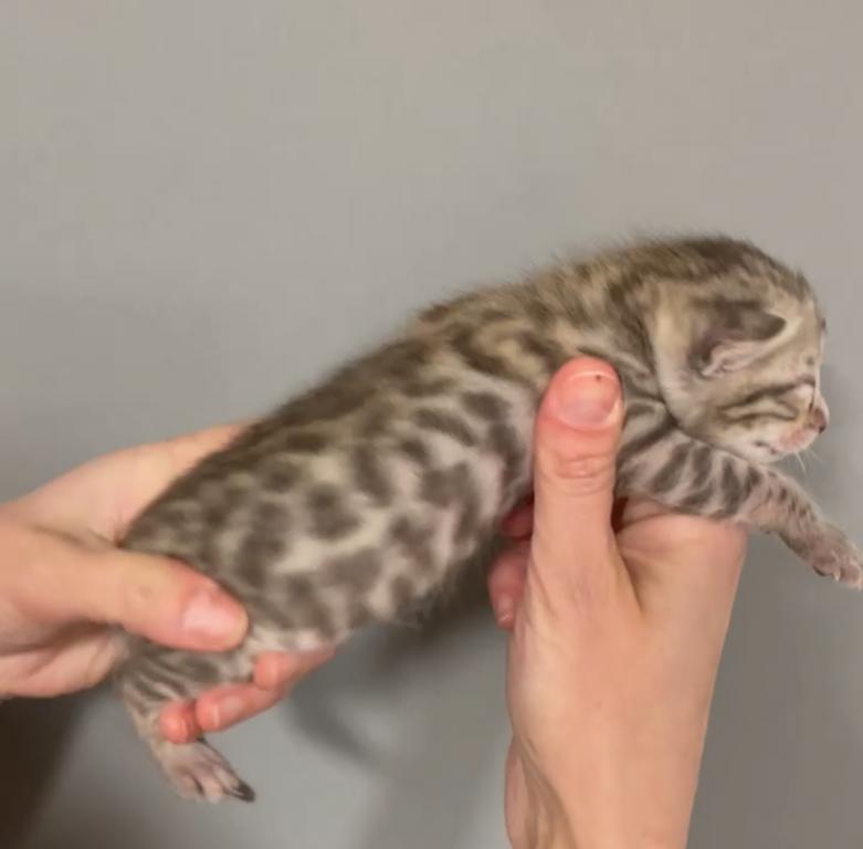 Bengal TICA photo 3