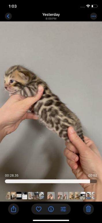 Bengal TICA photo 4