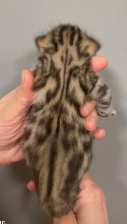 Bengal TICA photo 7