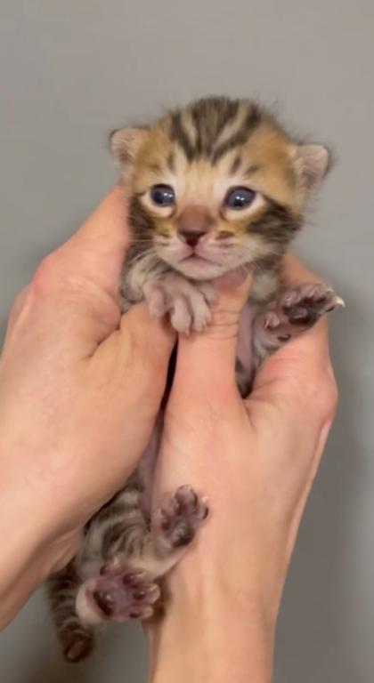 Bengal TICA photo 5