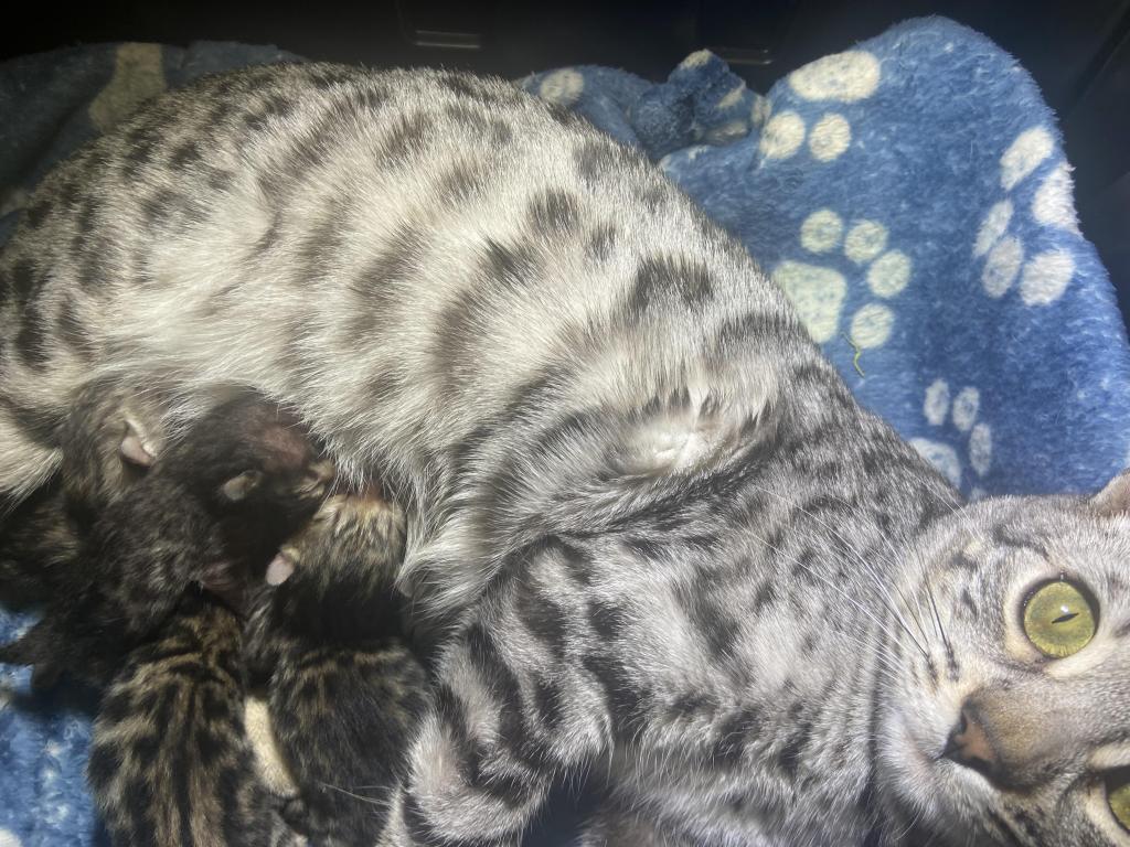Bengal TICA photo 8