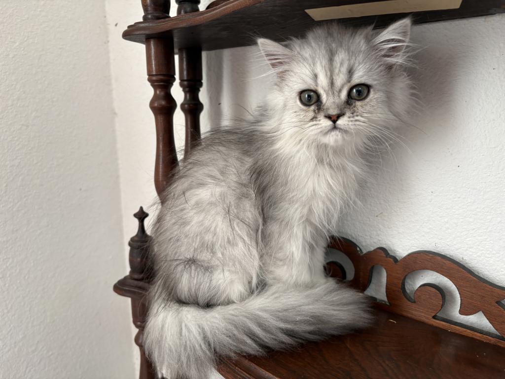 Lusy's Persian Female Kittens photo 5