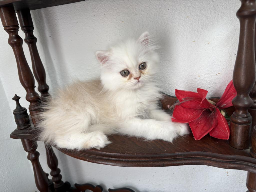 Lusy's Persian Female Kittens photo 9