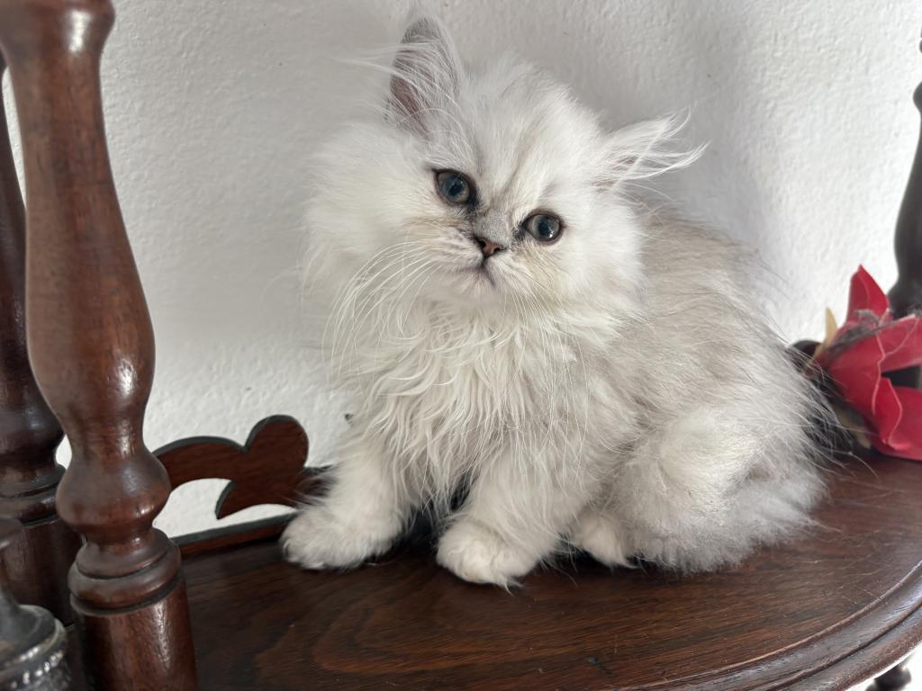 Lusy's Persian Female Kittens photo 7