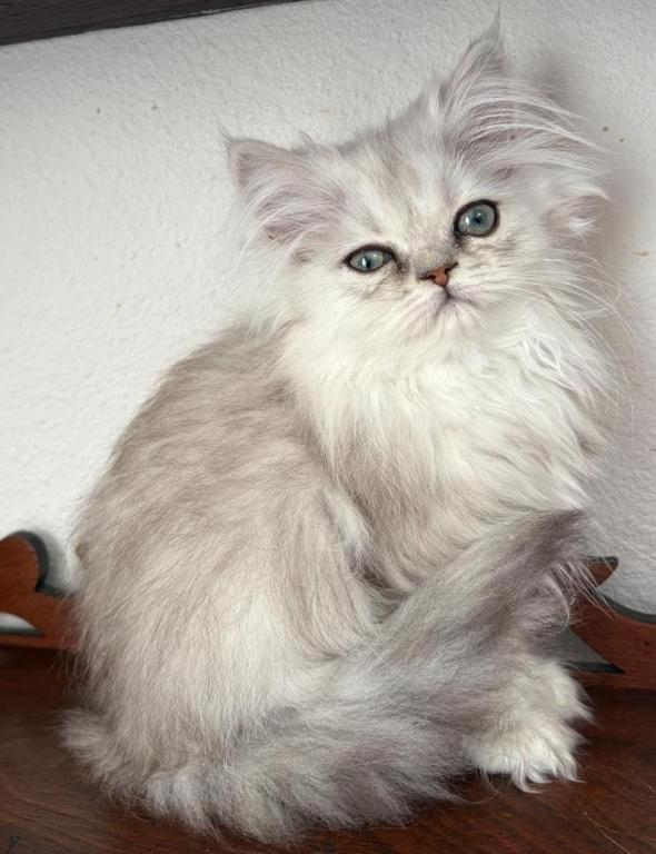 Lusy's Persian Female Kittens photo 4
