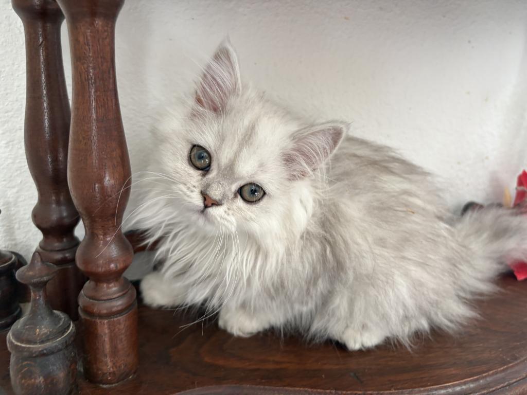 Lusy's Persian Female Kittens photo 1