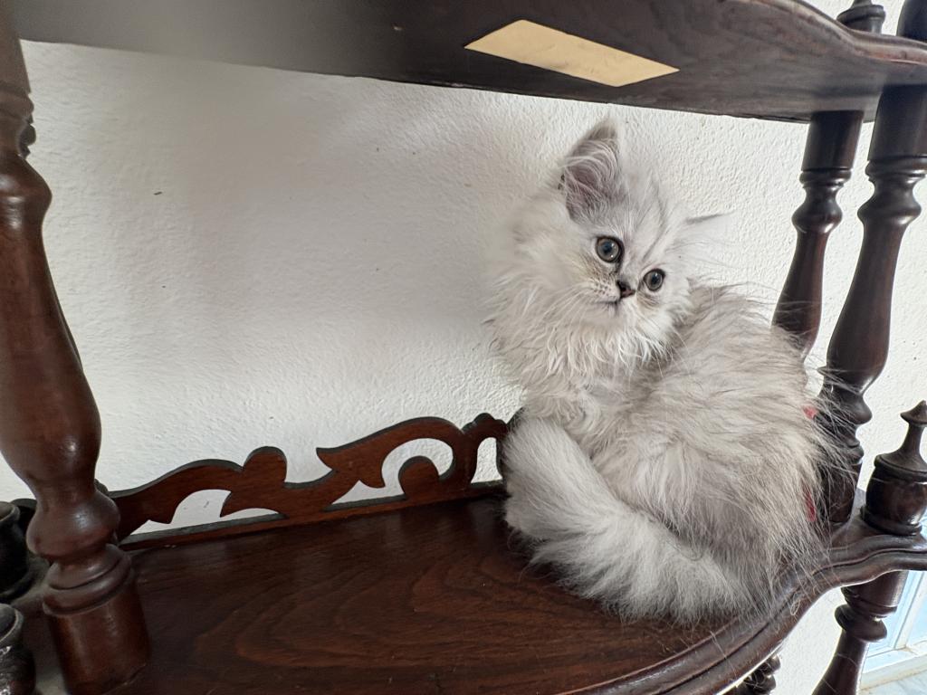 Lusy's Persian Female Kittens photo 8