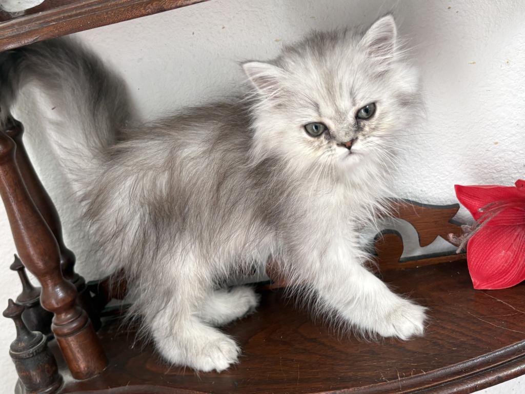 Lusy's Persian Female Kittens photo 2