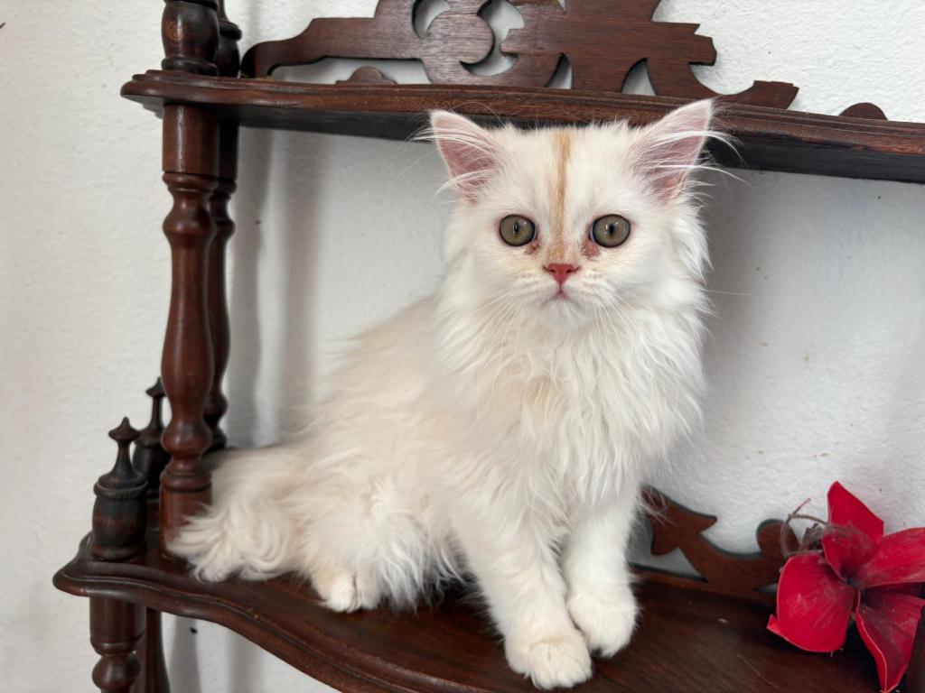 Lusy's Persian Female Kittens photo 10