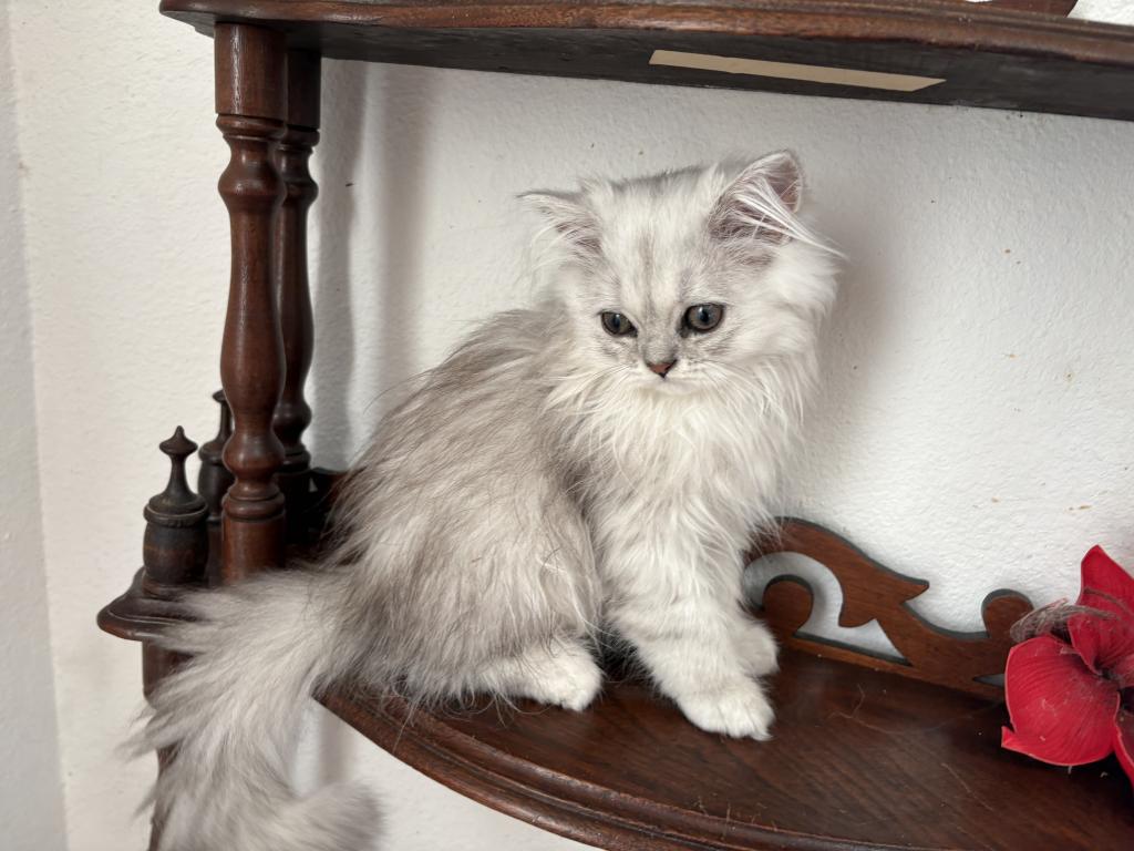 Lusy's Persian Female Kittens photo 6