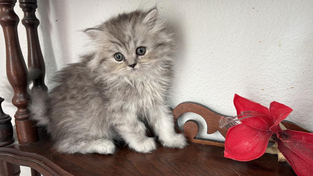 Lusy's Persian Female Kittens photo 3