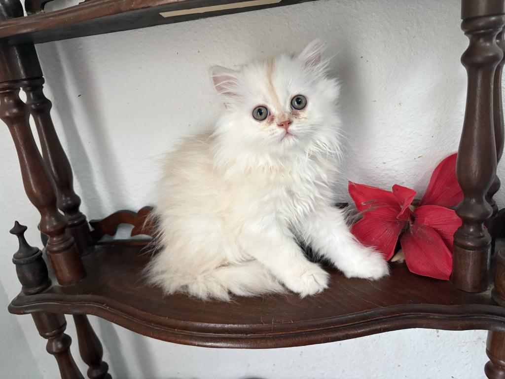 Quin Persian Female Kittens photo 6