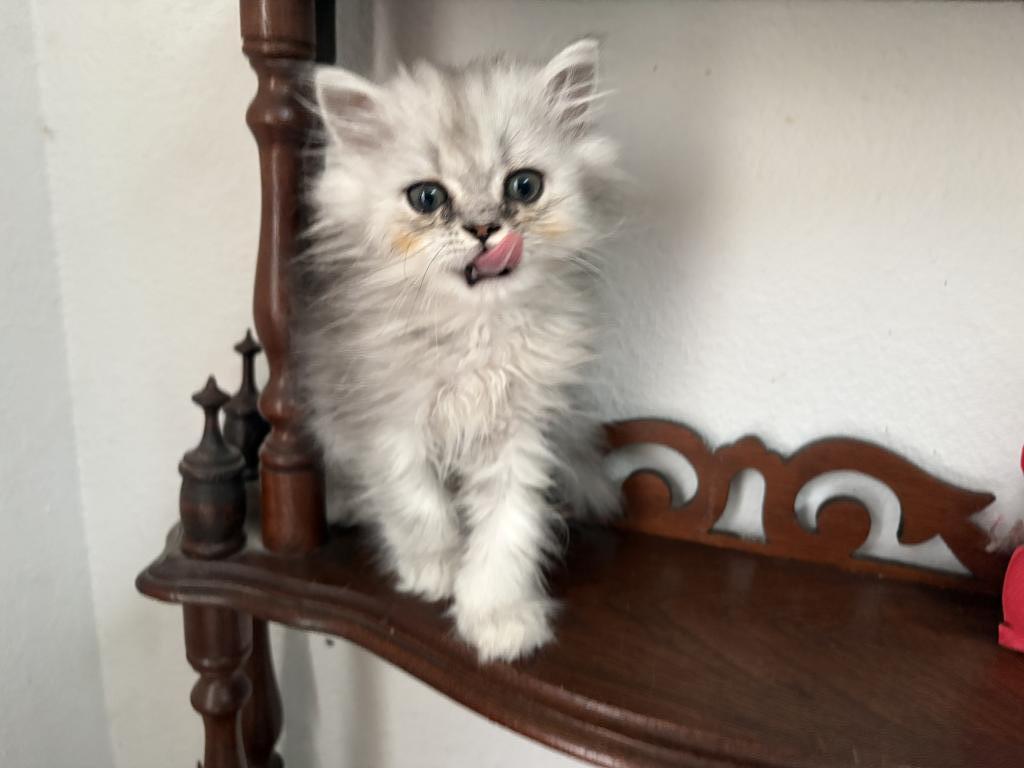 Quin Persian Female Kittens photo 2