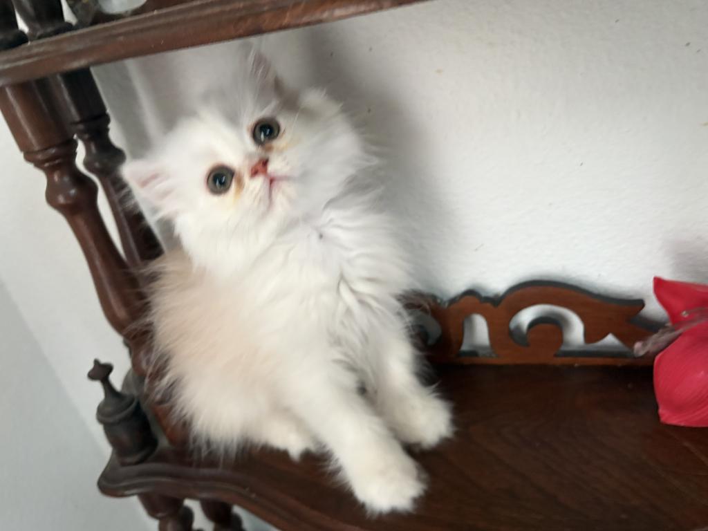 Quin Persian Female Kittens photo 3