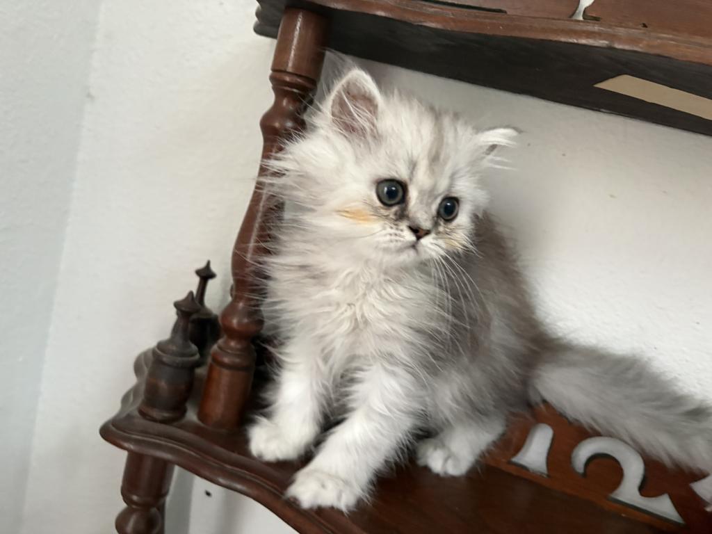 Quin Persian Female Kittens photo 7