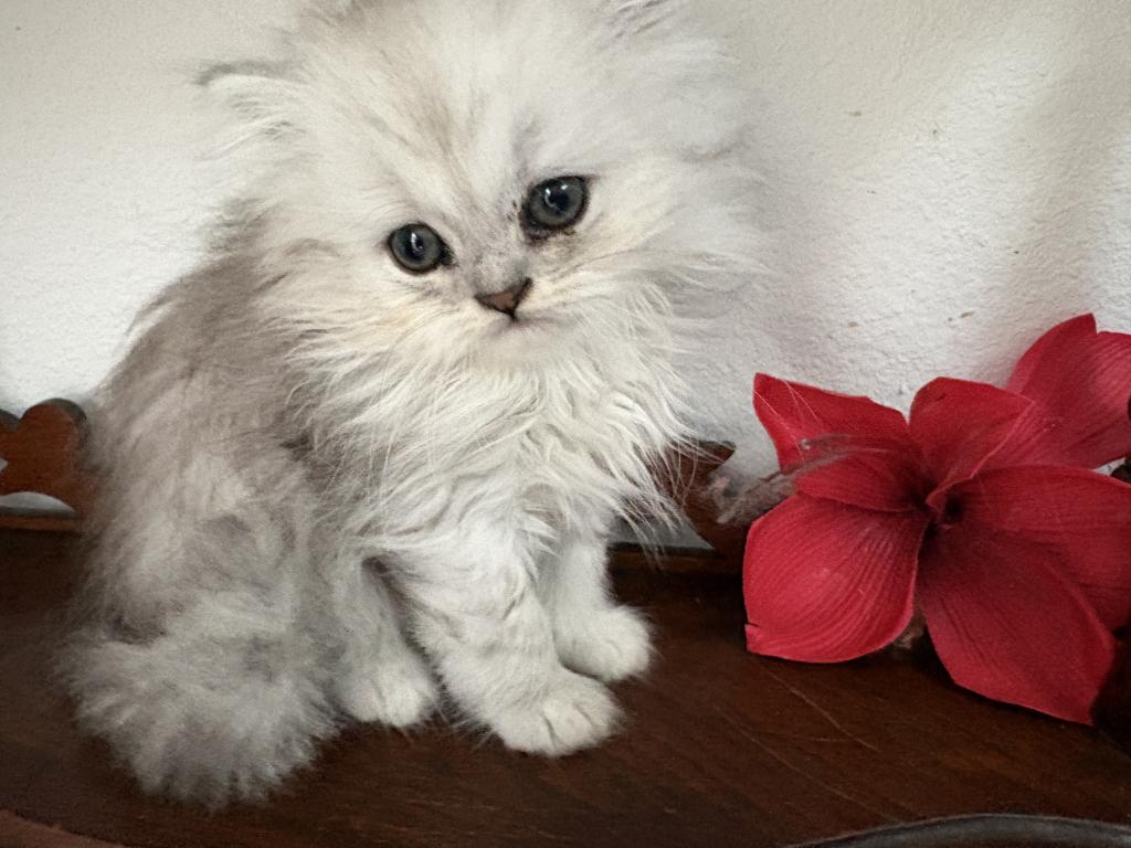 Quin Persian Female Kittens