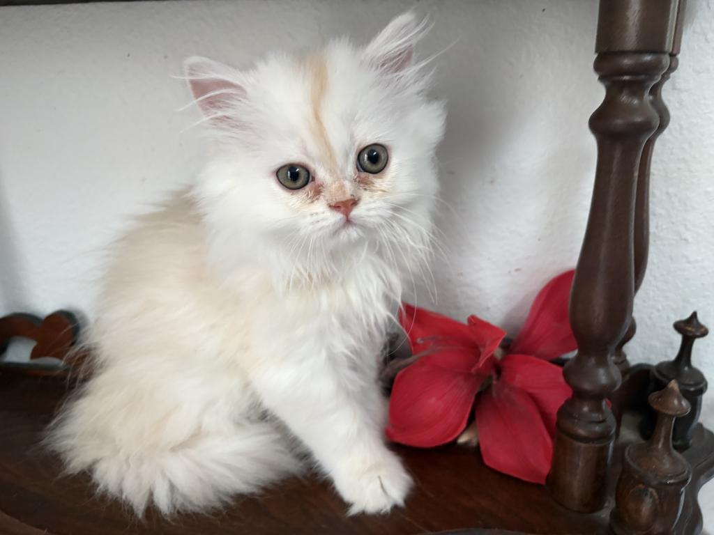 Quin Persian Female Kittens photo 5