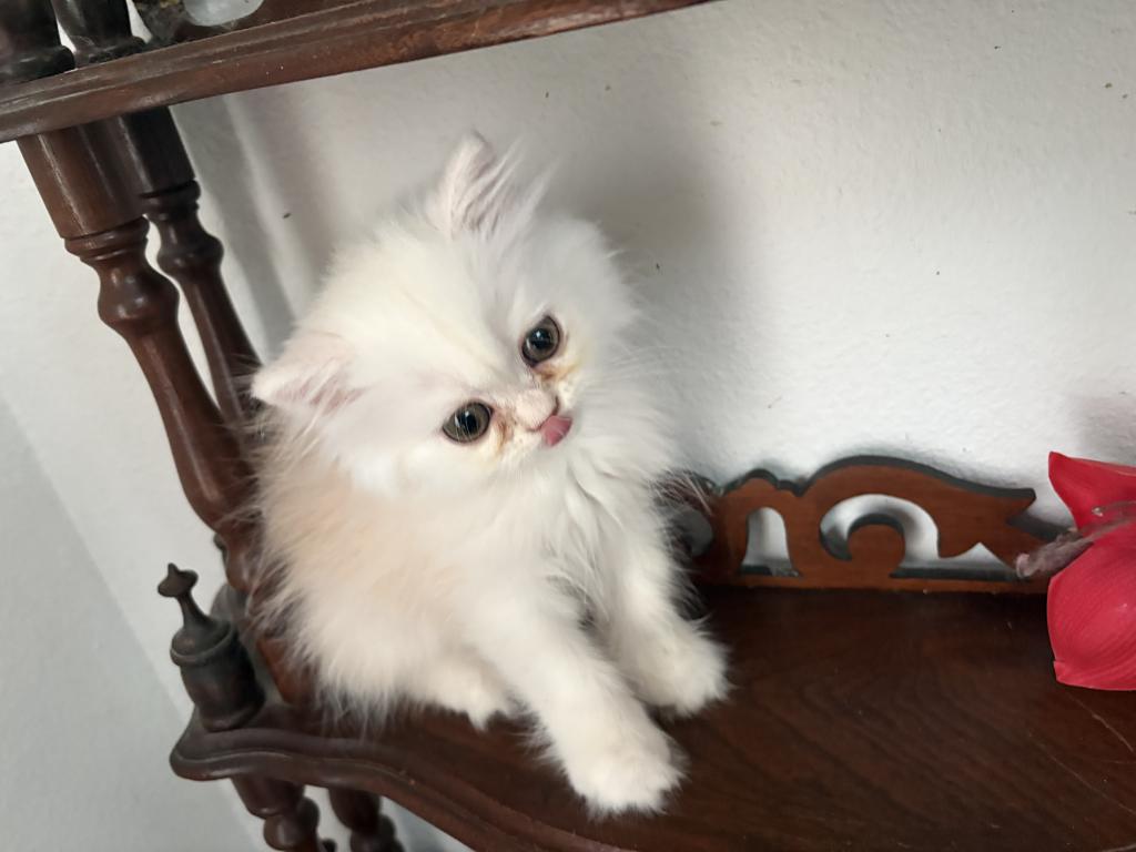 Quin Persian Female Kittens photo 4