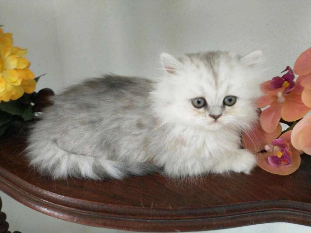 Quin Persian Female Kittens photo 8
