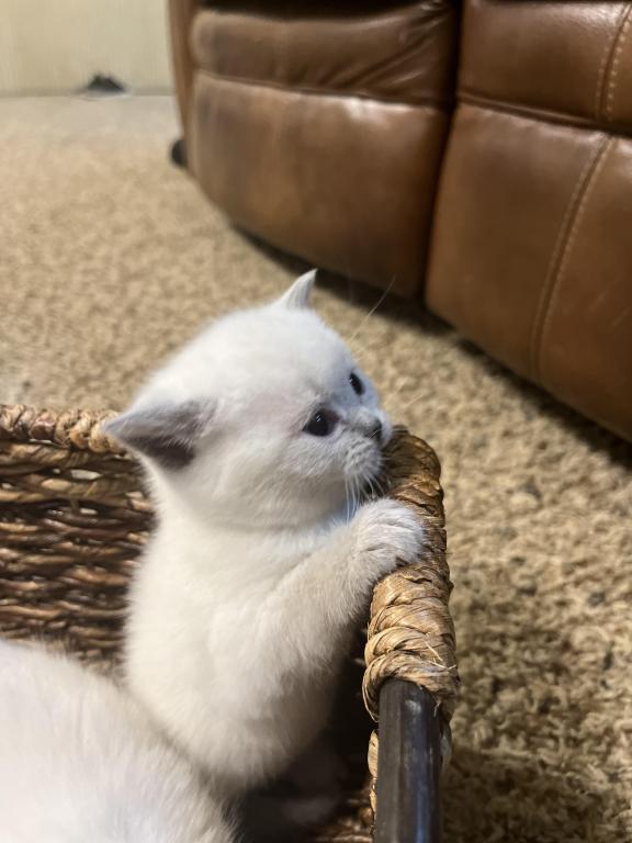 British Shorthair Kittens photo 3