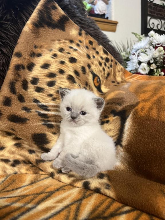 British Shorthair Kittens photo 1