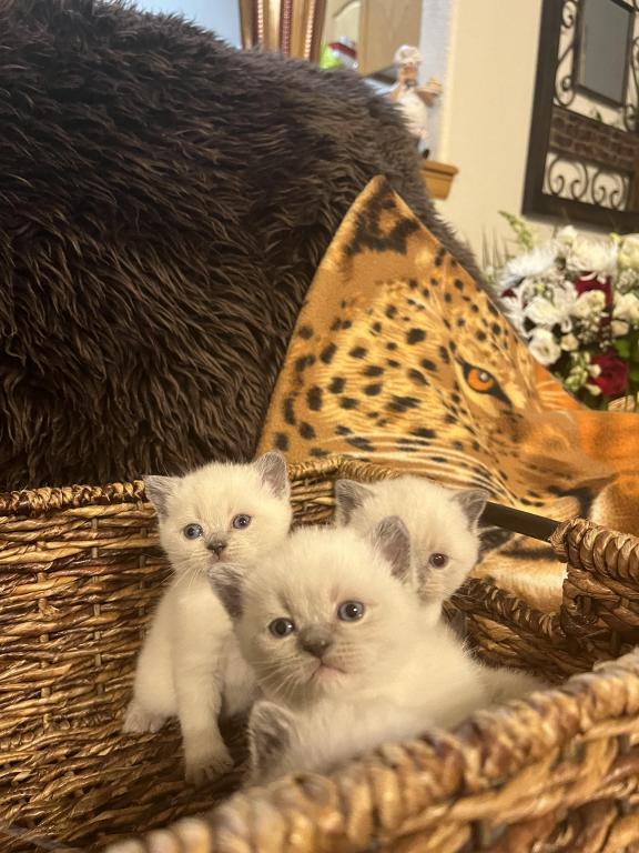 British Shorthair Kittens photo 2